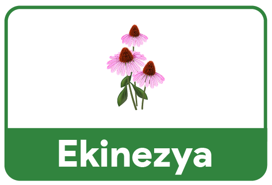 ekinezya-icerik